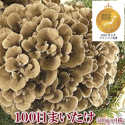 100日まいたけ 500g×1株