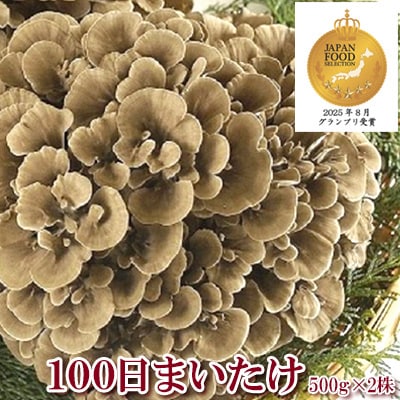 100日まいたけ 500g×2株