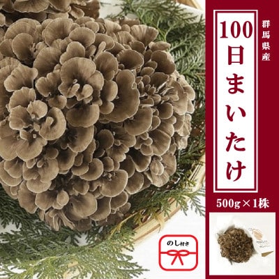 【のし付き】100日まいたけ 500g×1株