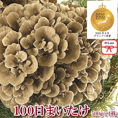 【のし付き】100日まいたけ 500g×1株