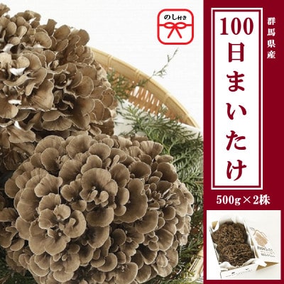 【のし付き】100日まいたけ 500g×2株
