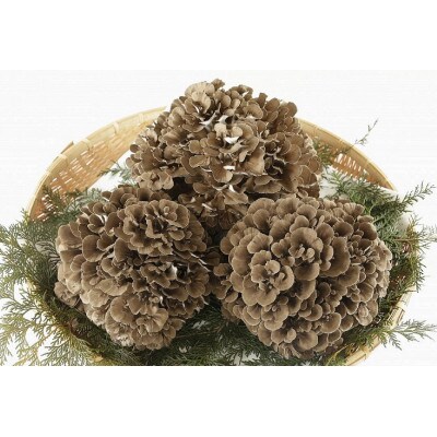 【のし付き】まいたけ粉末(30g×3袋)