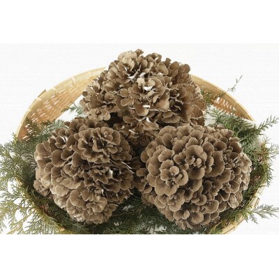 【のし付き】まいたけ粉末(100g×2袋)