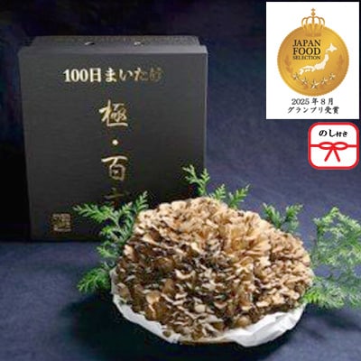 【のし付き】100日まいたけ 極百式　2kg以上の1株づくり