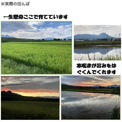 こしひかり(精米)【ミズサワ】令和7年産　低農薬　5kg