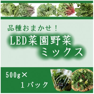 品種おまかせ!LED菜園野菜ミックス 500g×1パック