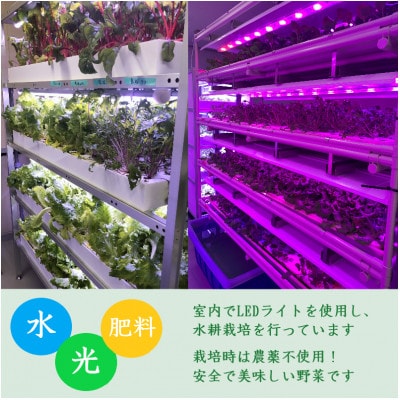 品種おまかせ!LED菜園野菜ミックス 500g×1パック