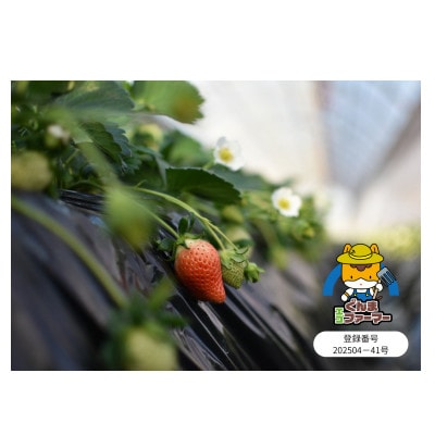 群馬県産いちご　やよいひめ　約400g×2トレー