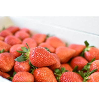 群馬県産いちご　やよいひめ　約400g×2トレー