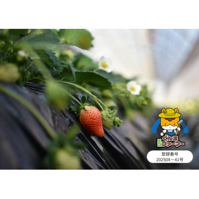 群馬県産いちご　やよいひめ　約400g