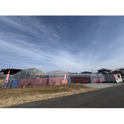 群馬県産いちご　やよいひめ　約400g