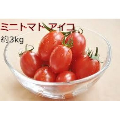北海道月形町産 ミニトマト アイコ 約3kg 1箱 お礼品詳細 ふるさと納税なら さとふる