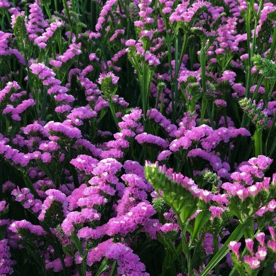 【毎月定期便】生産者直送!旬の花詰め合わせ〔20本以上保証〕全3回