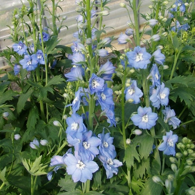 【毎月定期便】生産者直送!旬の花詰め合わせ〔20本以上保証〕全3回