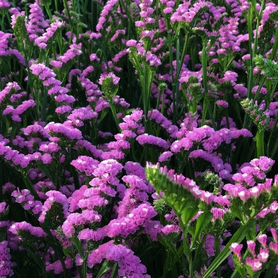 【毎月定期便】生産者直送!旬の花詰め合わせ〔20本以上保証〕全5回