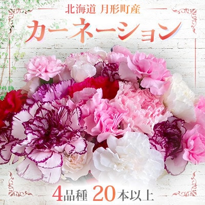 【発送月固定定期便】北海道月形産カーネーション4品種・20本以上ミックス　延命剤付　6～11月全6回