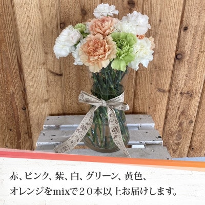 【発送月固定定期便】北海道月形産カーネーション4品種・20本以上ミックス　延命剤付　6～11月全6回