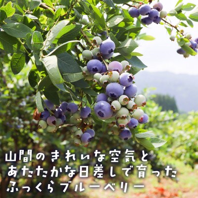 【摘みたて冷凍】 自然 の中で 育った 冷凍 ブルーベリー ( 500g × 3パック )
