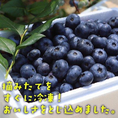 【摘みたて冷凍】 自然 の中で 育った 冷凍 ブルーベリー ( 500g × 3パック )