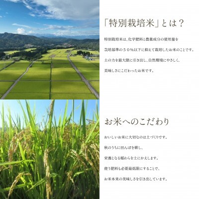 【発送月固定定期便】令和6年産　特別栽培米「柳津米」会津産こしひかり10kg(5kg×2袋)全5回