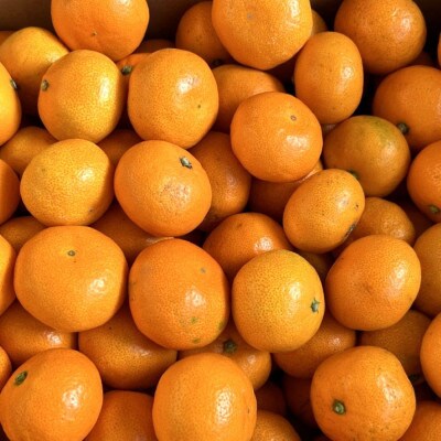 [秀品]和歌山有田みかん約10kg(2Sサイズ)「2025年11月中旬より順次発送」【すさみ町】