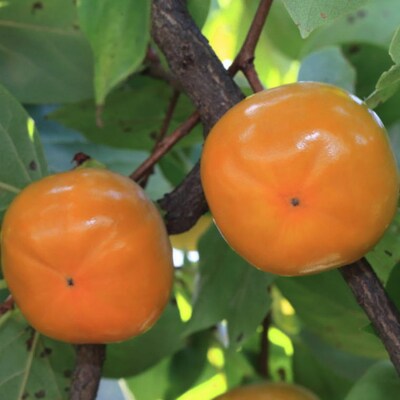 【秋の味覚】和歌山産のたねなし柿約7.5kg(M～2Lサイズおまかせ)【すさみ町】