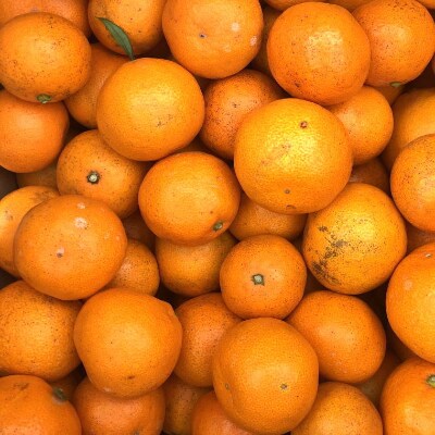 【訳あり】和歌山下津の早生みかん約10kgご家庭用向け(サイズ混合)【すさみ町】