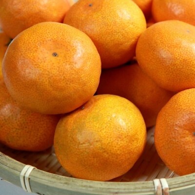 紀州有田産早生みかんの樹上熟成みかん約7.5kg(サイズ混合)【すさみ町】