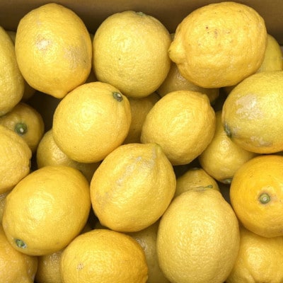 有田産の安心国産レモン約3kg(サイズ混合) (すさみ町)