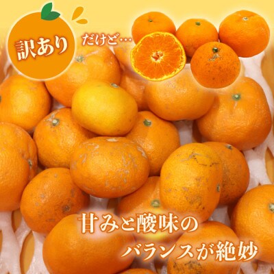 【2024年発送】すさみグルメ市場の田村みかん 訳あり 家庭用 約10kg(2S～L・混合サイズ)