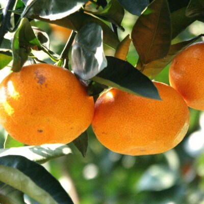 【訳あり・ご家庭用】和歌山由良町産のみかん約5kg(すさみ町)