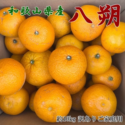 【手選果　訳あり】和歌山由良町産八朔約10kg(サイズ混合・ご家庭用)(すさみ町)
