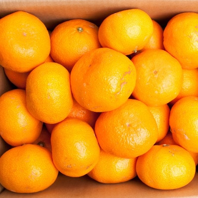 <2026年11月より発送>家庭用 大きな有田みかん10kg+250g(傷み補償分)【訳あり】