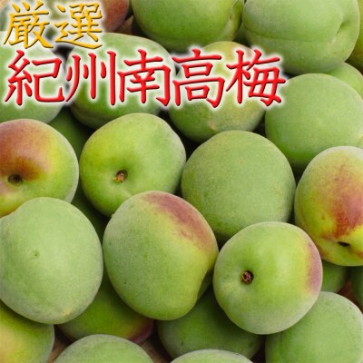 <6月発送>厳選 紀州南高梅(青梅)2.5kg+75g(傷み補償分)【梅干し・梅酒・梅ジュース】
