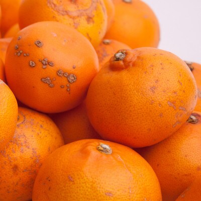 家庭用 せとか1kg+250g(傷み補償分)【柑橘・春みかんの王様】【訳あり】【光センサー選果】