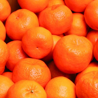 <2025年1月より順次発送>厳選 ポンカン5kg+150g(傷み補償分)【光センサー選別】