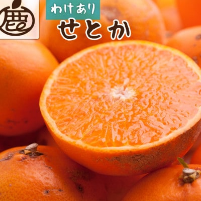家庭用 せとか5kg+250g(傷み補償分)【柑橘・春みかんの王様】【訳あり】【光センサー選果】