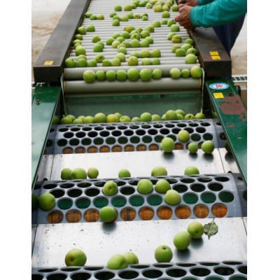 【梅干・梅酒用等】紀州和歌山の熟南高　生梅(大玉4L、2kg) 6月上旬から7月上旬順次発送