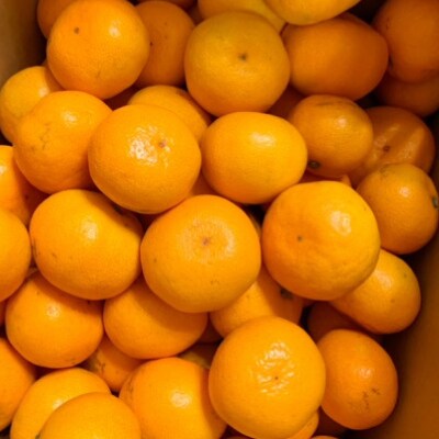 【ゆら早生】宮田農園の温州みかん　4kg