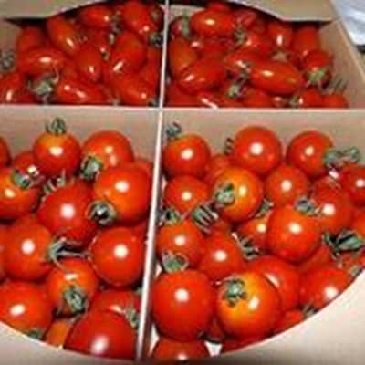 三栄アグリ自慢の中玉トマトアグリオーレ2kg