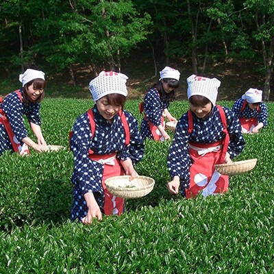 お茶プチパック付チャレンジ茶摘み体験券(1名様用) | ふるさと納税のお礼品