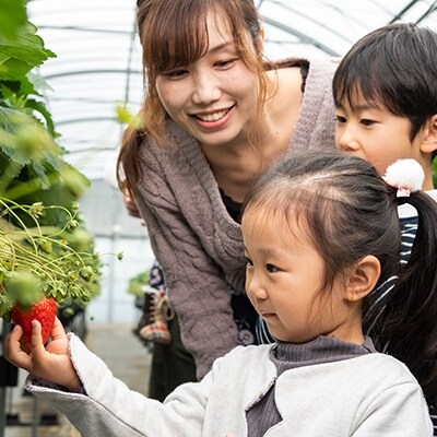 伊豆の国市いちご狩り共通券(1名様分)