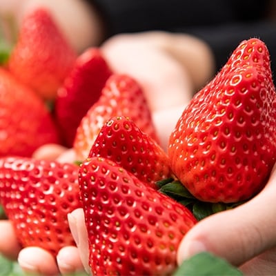 伊豆の国市いちご狩り共通券(1名様分)