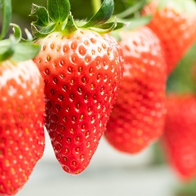 伊豆の国市いちご狩り共通券(1名様分)