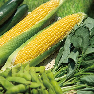 【発送月固定定期便】太田のおいしいをギュッと詰めました!新鮮野菜定期便 全3回