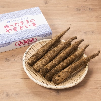 掘ったままの大和芋　約2kg×3ケース