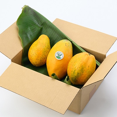 【ほうおうパパイヤ】とろっとあまい!群馬県太田市でうまれた希少な国産フルーツパパイヤ1kg