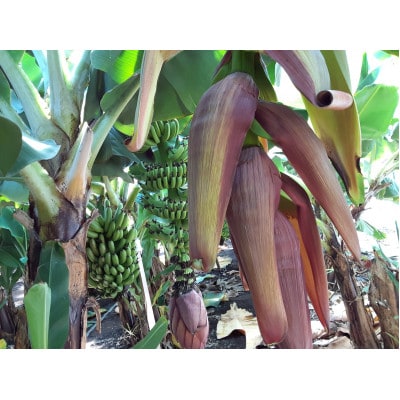 【2026年発送・ほうおうバナナ】もっちりねっとりな味わい!群馬県太田市産まれ貴重な国産バナナ1kg