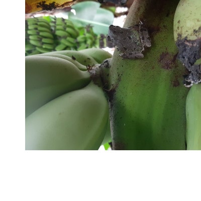 【2026年発送・ほうおうバナナ】もっちりねっとりな味わい!群馬県太田市産まれ貴重な国産バナナ1kg