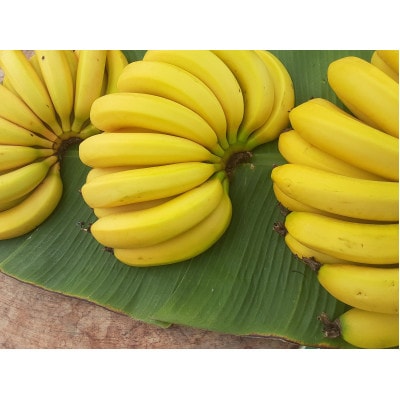 【2026年発送・ほうおうバナナ】もっちりねっとりな味わい!群馬県太田市産まれ貴重な国産バナナ1kg